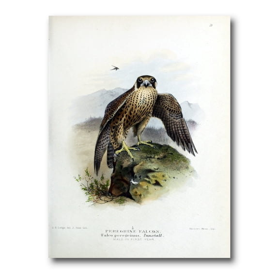 Designart ' Ancient Bird Life VIII ' Traditional Canvas Wall Art Print