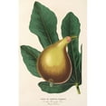 thumbnail image 2 of Charles Antoine Lemaire 13x18 Gold Ornate Wood Frame and Double Matted Museum Art Print Titled - Chateau Kennedy Fig (1854-1896), 2 of 4