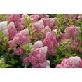 thumbnail image 2 of First Editions 2 gal Hydrangea Vanilla Strawberry Live Shrubs, 2 of 6