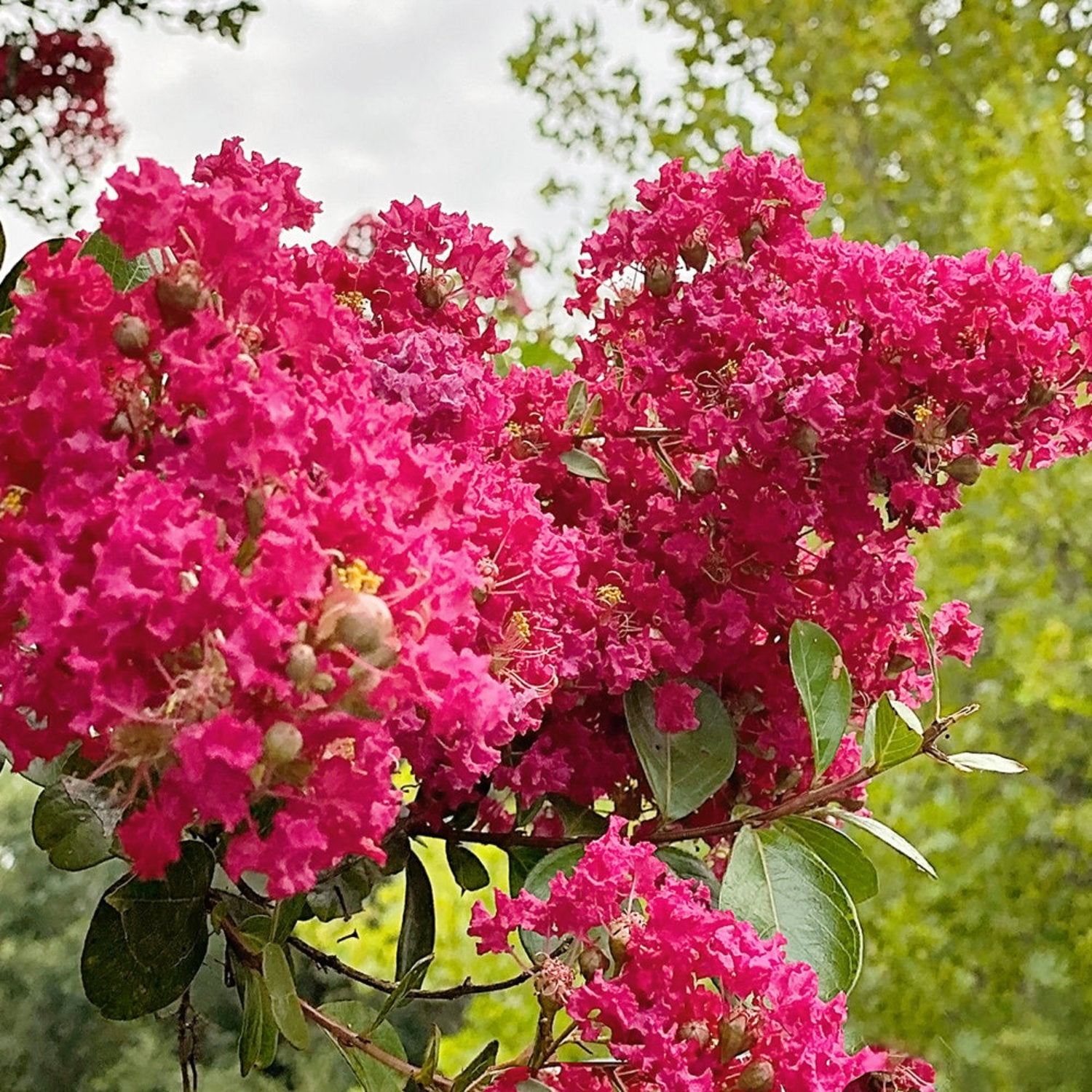 Expert Gardener 3-4 ft tall Tuscarora Crape Myrtle Live Tree in 7-Gallon Grower Pot