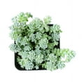 thumbnail image 3 of Sedum Major Succulent (6"+ Minimalist Pot) - Corsican Stonecrop - Blue Tears Sedum - Live, Healthy Succulent for Home Office - Tiny, Lovely, Easy to Care Succulent for Beginners, 3 of 9