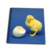 3dRose Baby chick, bird - NA02 DFR0041 - David R. Frazier - Mini Notepad, 4 by 4-inch