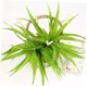 thumbnail image 3 of unbranded Rama Artificial De Cymbidium Con Hojas Para Ambiente Tropical Y Hogar, 3 of 5