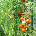 thumbnail image 4 of KAKOWELY Plastic Expandable Plant Support Rods 11.81"X0.59"X0.39" For Cucumber Tomato Vine, 4 of 4