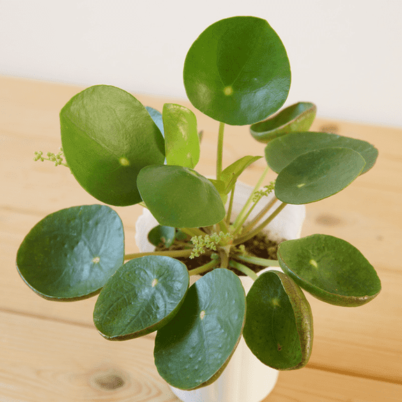 Live Chinese Money Plant, Pilea Peperomioides Plant Live, Houseplant, Money Plants Live in 2 Inches Pot, Indoor Growing