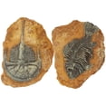 thumbnail image 1 of SHISUYAN Creative Resin Reptile Box Decor for DIY Light Brown Ornament 2Pcs, 1 of 8