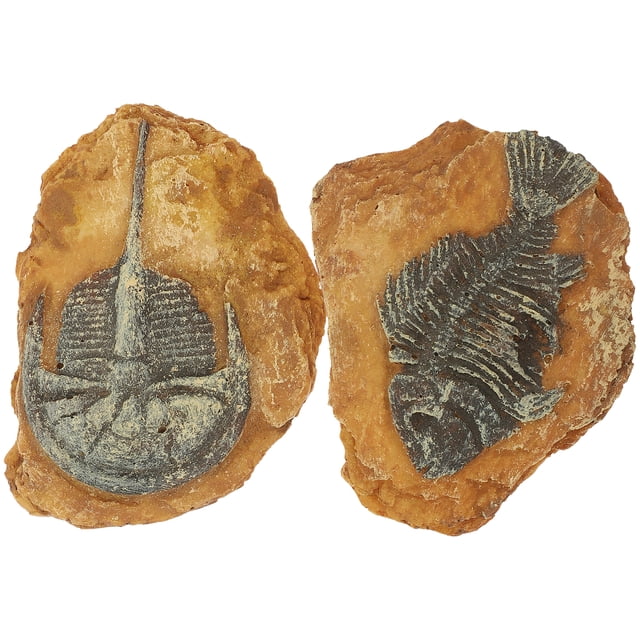 SHISUYAN Boîte à Reptiles en Résine Créative pour Décoration DIY Brun Clair 2 Pcs