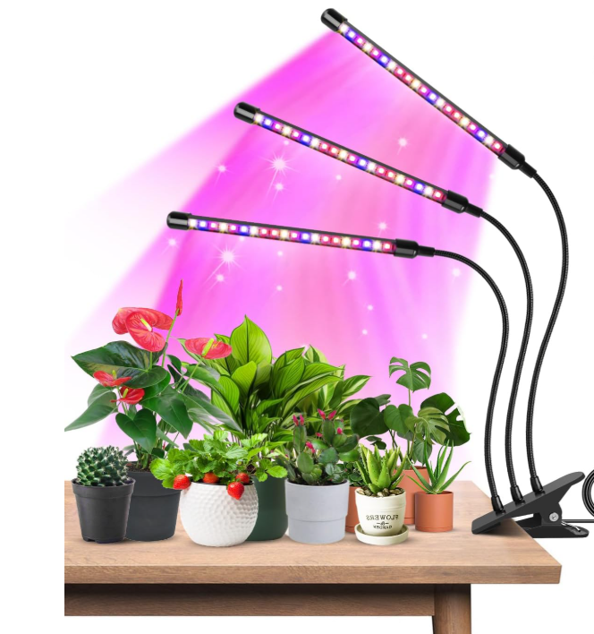 ornamental plant money tree coin tree Money Tree Plant - 6 Inch Decor Pot
