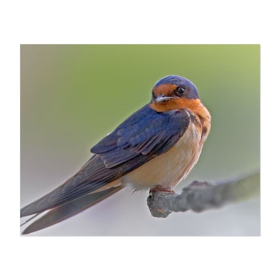 Barn Swallow - Photography Bird Wildlife Nature Animal Scenic Woodland Unframed Wall Art Print 6 x 8 inches