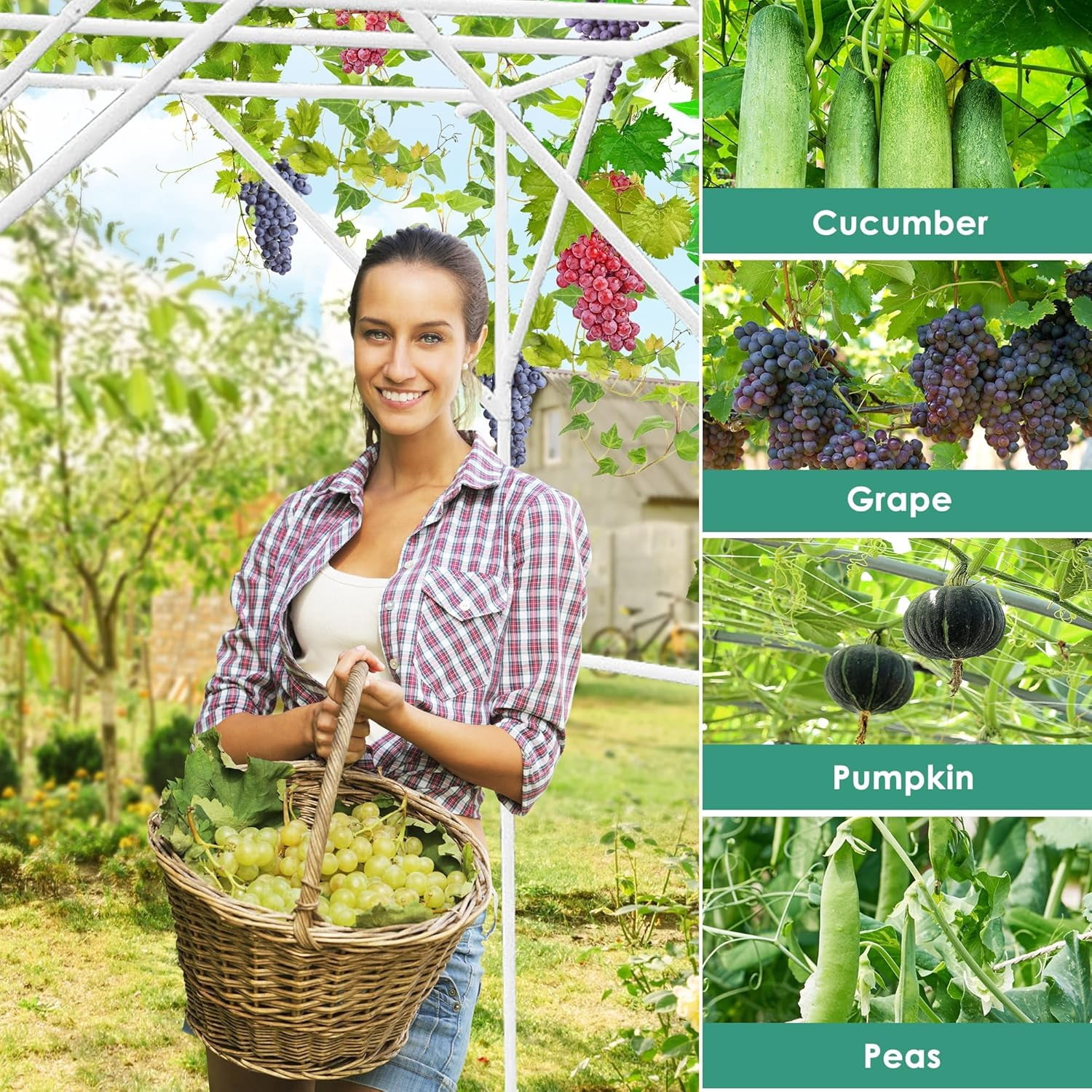 Grape Vine Trellis - Large Outdoor Garden Arch Trellis for Climbing Plants - Size: 79 * 59 * 79 inches, Plant Support Rack Trellises for Vegetables Fruits Cucumber Pea Bean, White