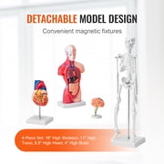 KFFKFF Collection of Human Anatomy Models, Includes Brain, Human Body Torso, Heart, Skeleton, Set of 4, 3D Interactive Study Aids, Instructional Tools for Physiology Students or Educational Resource
