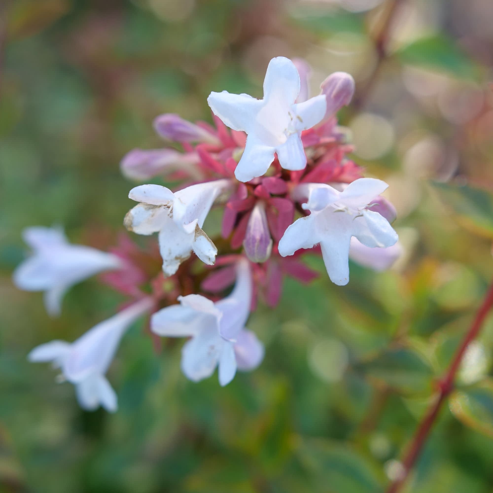 Proven Winners ColorChoice 5" White Brilliantina Abelia Live Plant in 4.5" Pot (4 Count)