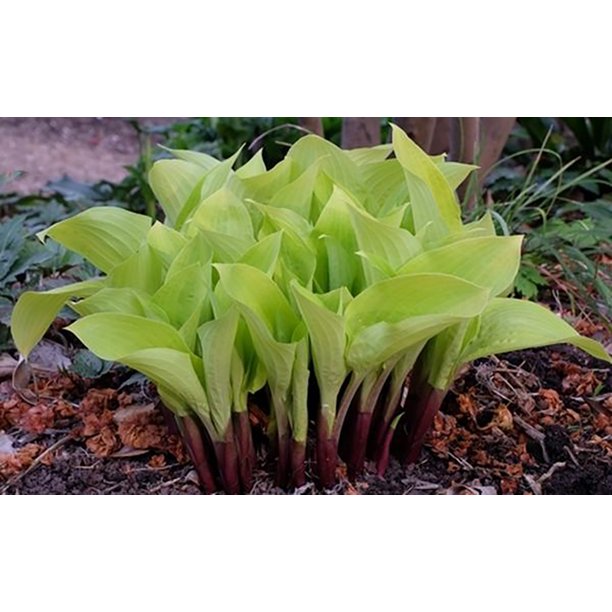Designer Genes Hosta Live Plant Quart Pot Golden Yellow Leaves