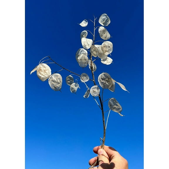 Money Plant Lunaria annua Honesty Moon Premium Seed Packet