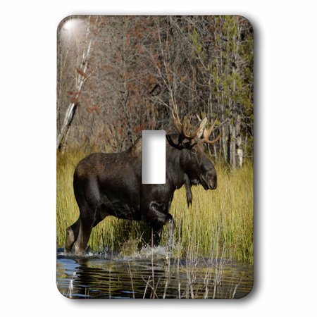 3dRose Bull moose wildlife, Grand Teton NP, Wyoming - US51 RNU0047 - Rolf Nussbaumer, Single Toggle Switch
