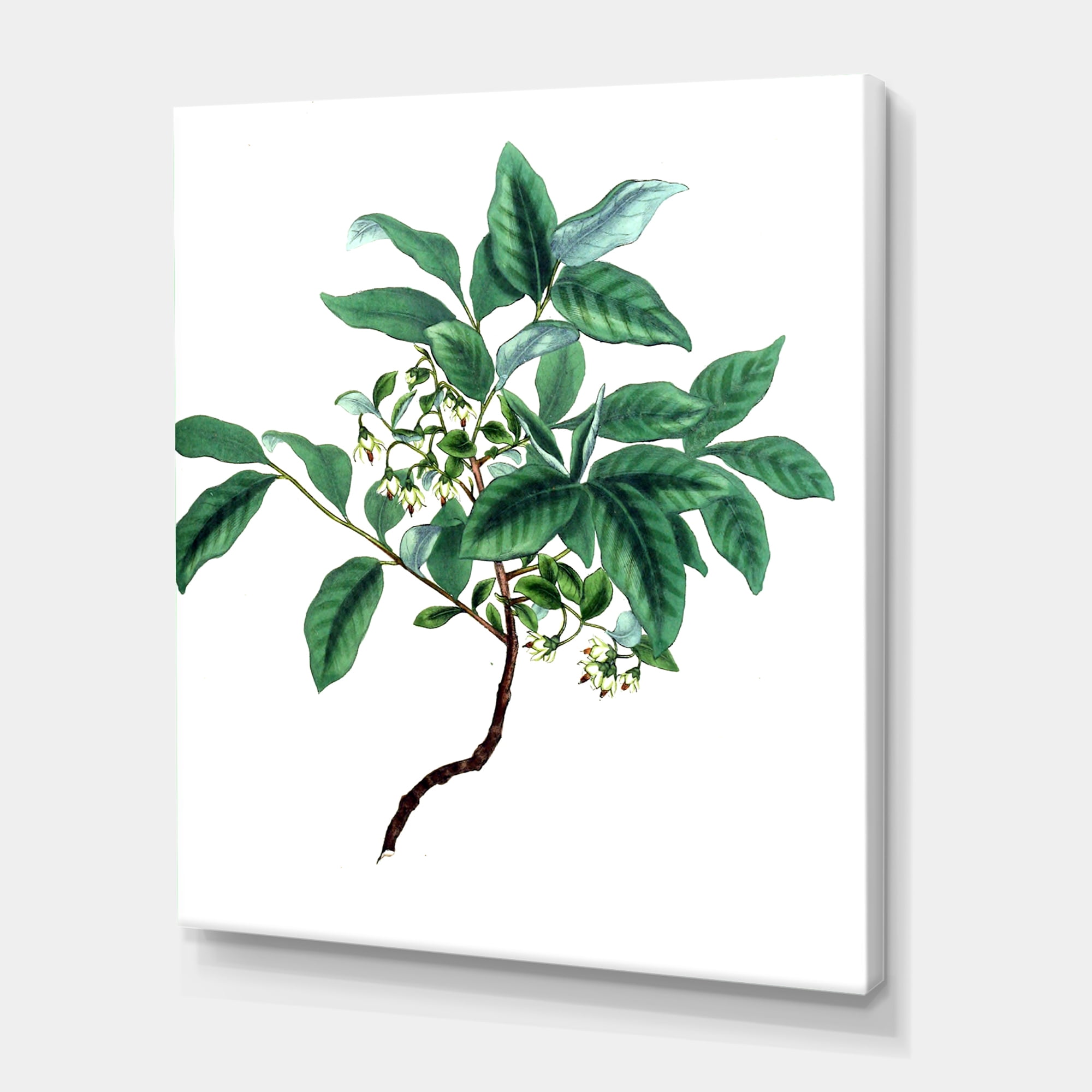 Designart ' Ancient Green Leaves Plants IV ' Traditional Canvas Wall Art Print