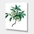 thumbnail image 3 of Designart ' Ancient Green Leaves Plants IV ' Traditional Canvas Wall Art Print, 3 of 4