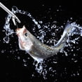 thumbnail image 4 of Alicates para quitar anzuelos de 28x11cm, alicates de pesca de acero inoxidable, accesorio para aparejos de pesca para pesca en aguas poco profundas y en el mar, 4 of 5