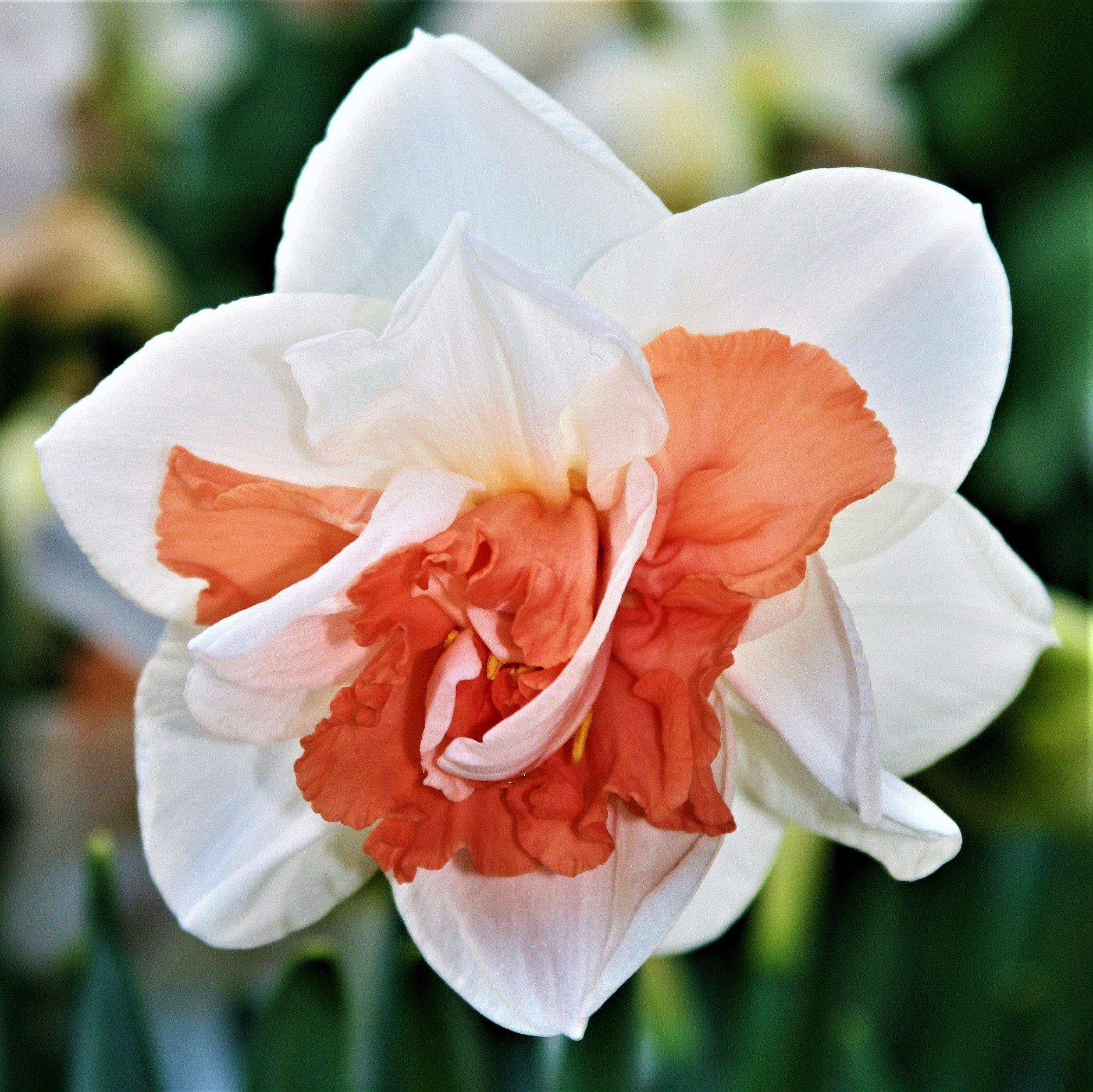 Daffodil Replete, Value Pack