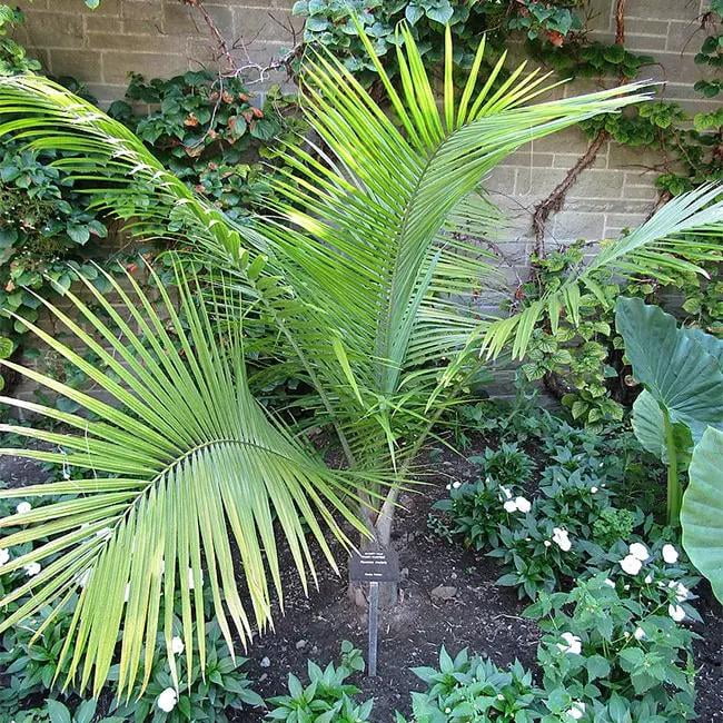 Majesty Palm-Ravenea rivularis-Indoor Tropical Plant for Home  12" Pot