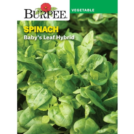 Burpee 1.5 gm Baby's Leaf Hybrid Spinach Annual Vegetable Seeds, Full Sun