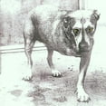 thumbnail image 1 of Alice In Chains - Alice In Chains, 1 of 2