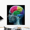 thumbnail image 1 of Colored Sections Male Human Wall Mural by Wallmonkeys Peel and Stick Graphic (24 in H x 22 in W) WM285291, 1 of 4