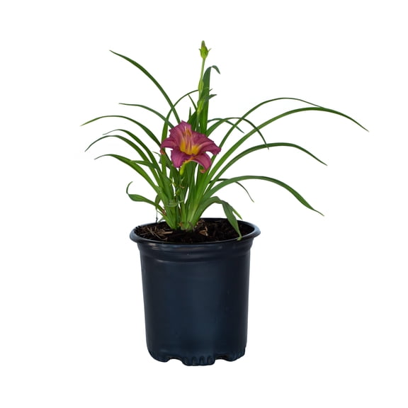 Expert Gardener Purple De Oro Daylily (2.5 Quart) Prolific Flowering Perennial - Full Sun Live Outdoor Plant