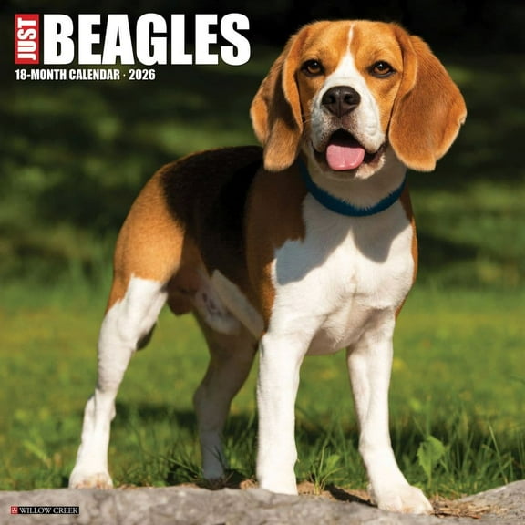 Willow Creek Press, Just Beagles 2026 Wall Calendar, 12'' X 12'', 18-Month Calendar with Stapled Binding