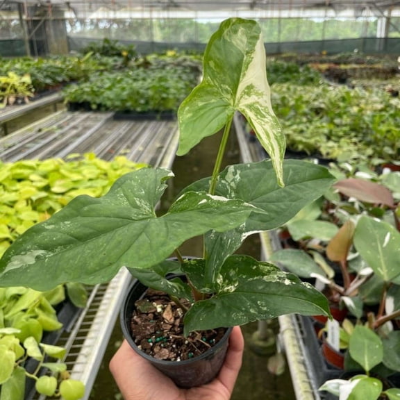 Syngonium podophyllum ‘Albo Variegata’ – Live Indoor Houseplant in 4″ & 6″ Pot | Variegated Arrowhead Vine | Easy-Care Tropical Plant for Home, Office & Bathroo