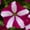 Burgundy Star, variant on Petunia - Easy Wave Flower Garden Seed - 100 Pelleted Seeds - Flag Mix Blooms - Annual Flowers - Spreading Low Growing Petunias