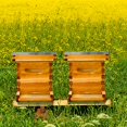 thumbnail image 5 of Kit de caja Bee NUC Hiveaura Hive de 5 marcos recubiertos de cera de abejas, 5 of 5