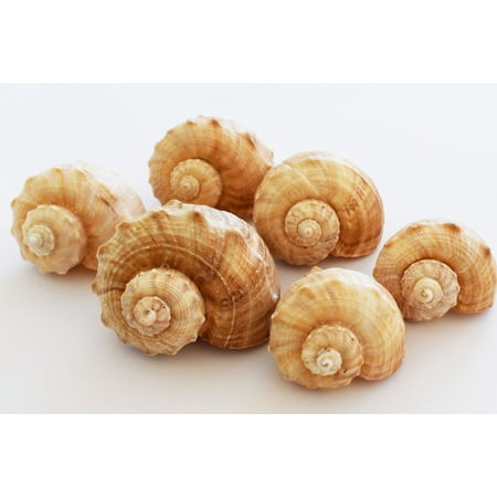 6 Large Rapana Whelk Shells Seashells 2 1/2