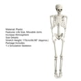 thumbnail image 6 of StarBay 5.4FT Skeleton Decoration Halloween Life Size Poseable Plastic Skeleton Party Supplies, Increase Atmosphere, Emulation, Scary, 6 of 9