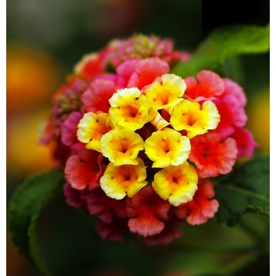 Clovers Garden Lantana Camara Live Plants