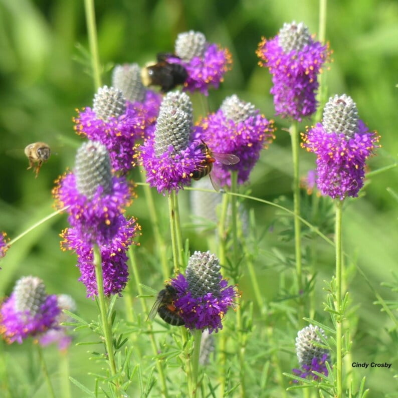 100 Clover Seeds - Non- Flower Seeds for Gardening - for Ground Cover and Pollinator Gardens - Easy to Grow in Various Climates