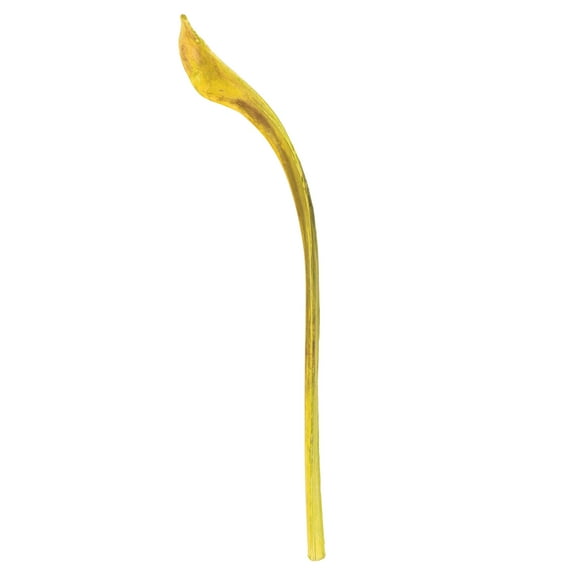 Vickerman 20-24" Basil Ninja, 10 Pack, Dried