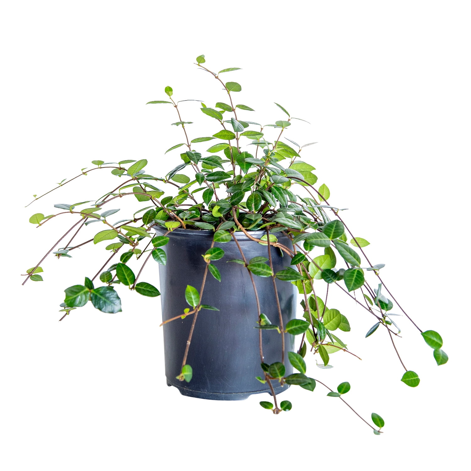 Expert Gardener Asiatic Jasmine - 54 Pack (3.25 In. Pots