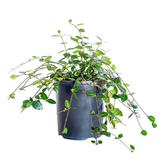 Expert Gardener Asiatic Jasmine (2.5 Quart) Evergreen Groundcover Vine - Full Sun Live Outdoor Plant
