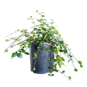 Asiatic Jasmine (2.5 Quart) Evergreen Groundcover Vine - Full Sun Live Outdoor Plant