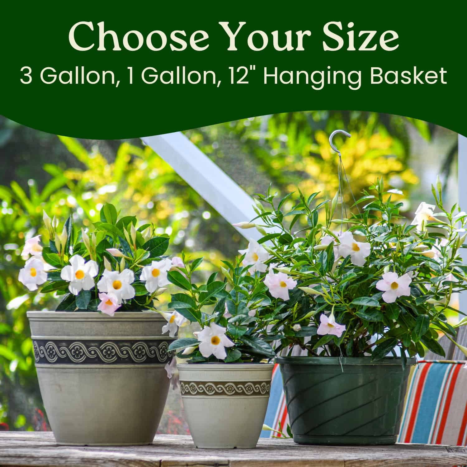 Tropical Plants of Florida 12" to 16" White Dipladenia Flower Bush Plant; Partial to Full Sunlight