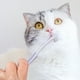 thumbnail image 4 of Kit de cepillado dental para mascotas: perros pequeños, gatos y cachorros, 4 of 4