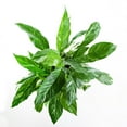 thumbnail image 4 of Variegated Peace Lily, 4 of 7