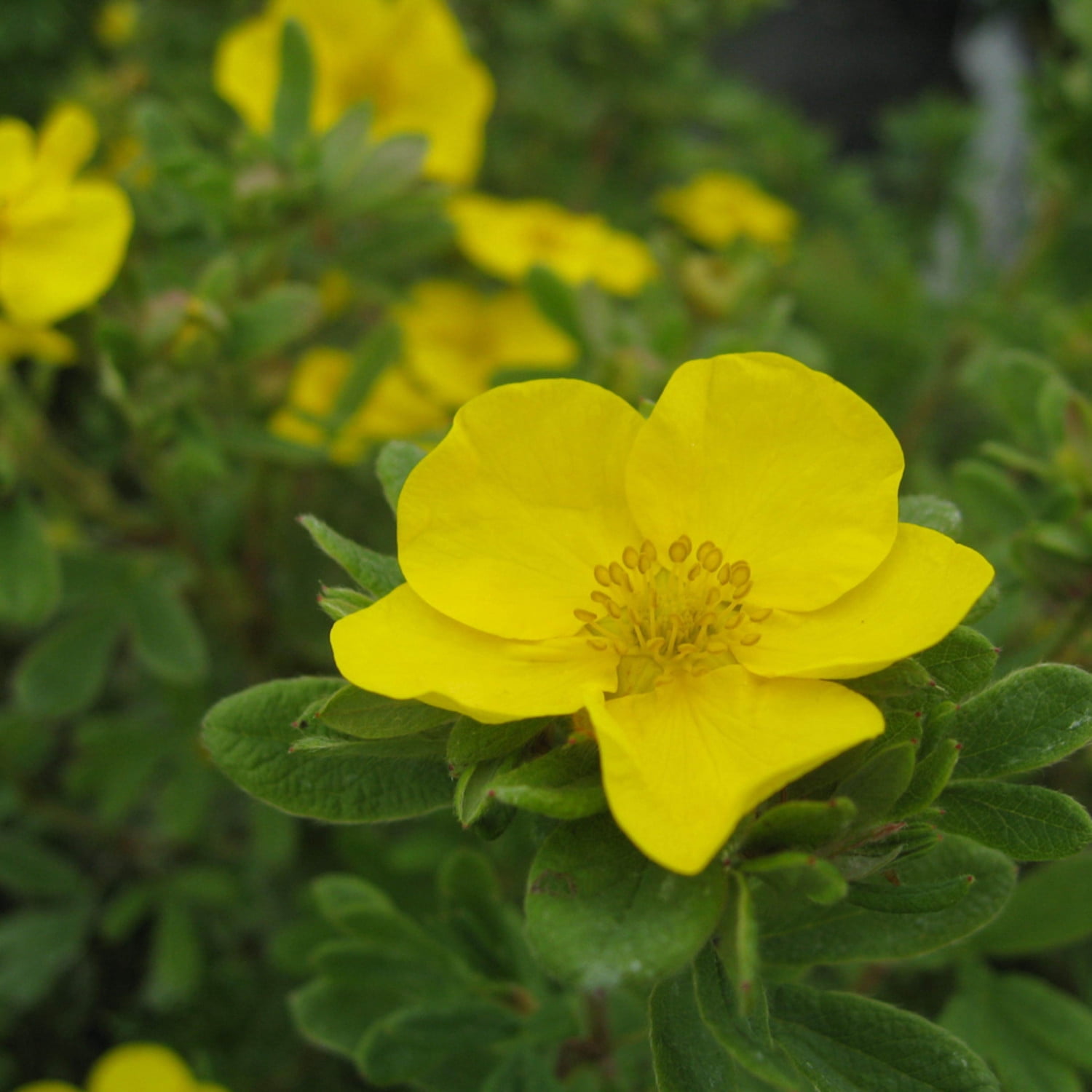 Proven Winners ColorChoice 5" Happy Face Yellow Potentilla Live Plant in 4.5" Pot (4 Count)