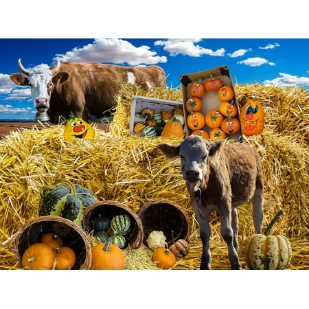 Decorative Autumn Squash Canvas Print Harvest Festival Autumn Decorative Squashes Pumpkin Stretched Canvas 10 x 14 ()