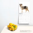 thumbnail image 5 of Australian Shepherds 2025 12 X 24 Inch Monthly Square Wall Calendar Plastic-Free (Wall), 5 of 9