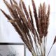 thumbnail image 3 of 60 uds hierba de pampa seca Natural, Phragmites Communis, planta de caña, ramo de flores de boda decoración del hogar flor Diy MFZFUKR 2027206, 3 of 9