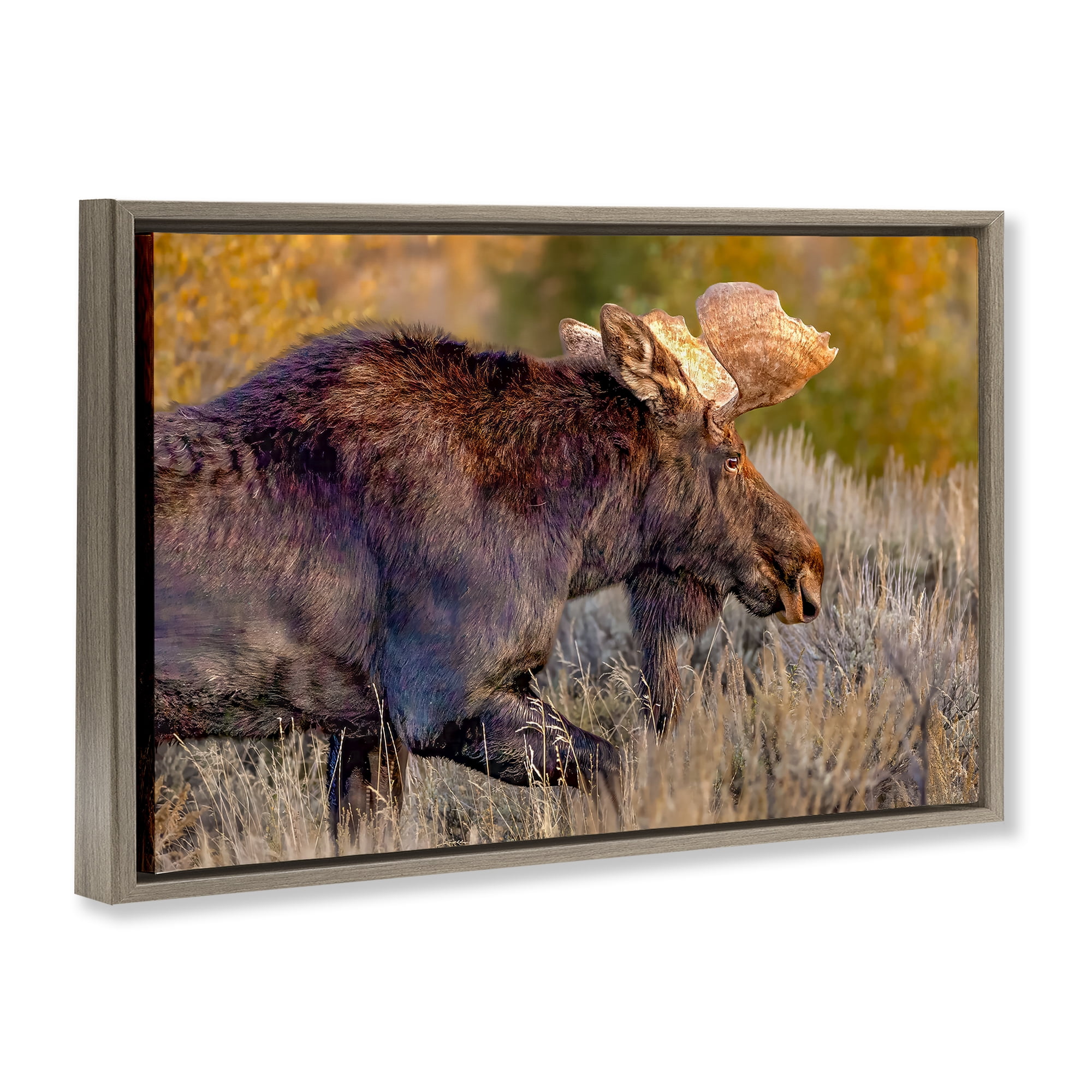 Stupell Industries Bull Moose At Dusk Brown Framed Floater Canvas Wall Art, design by Shelley Carlisle