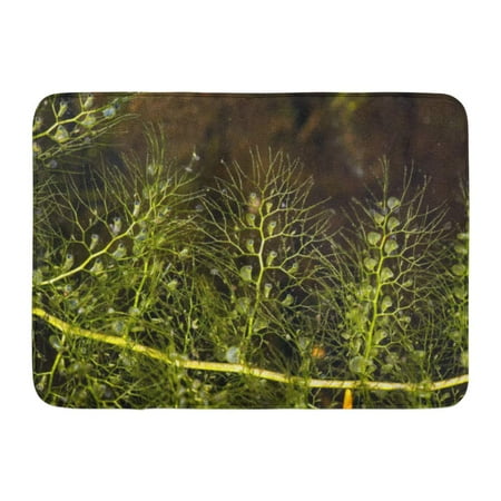Mud Room Rugs GODPOK Closeup of Bladderwort Leaf Utricularia Vulgaris Carnivorous Plant at Mud Pond in Sunapee New Hampshire Rug Doormat Bath Mat 23.6x15.7 inch ()