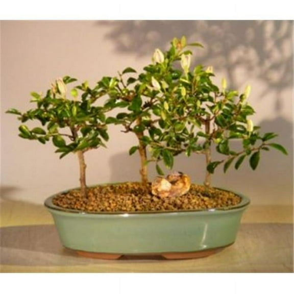 Bonsai Boy e2874 Flowering Lavender Star Flower Bonsai Tree - 3 Forest Group - Grewia Occidentalis